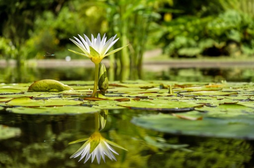 Waterlily on pond